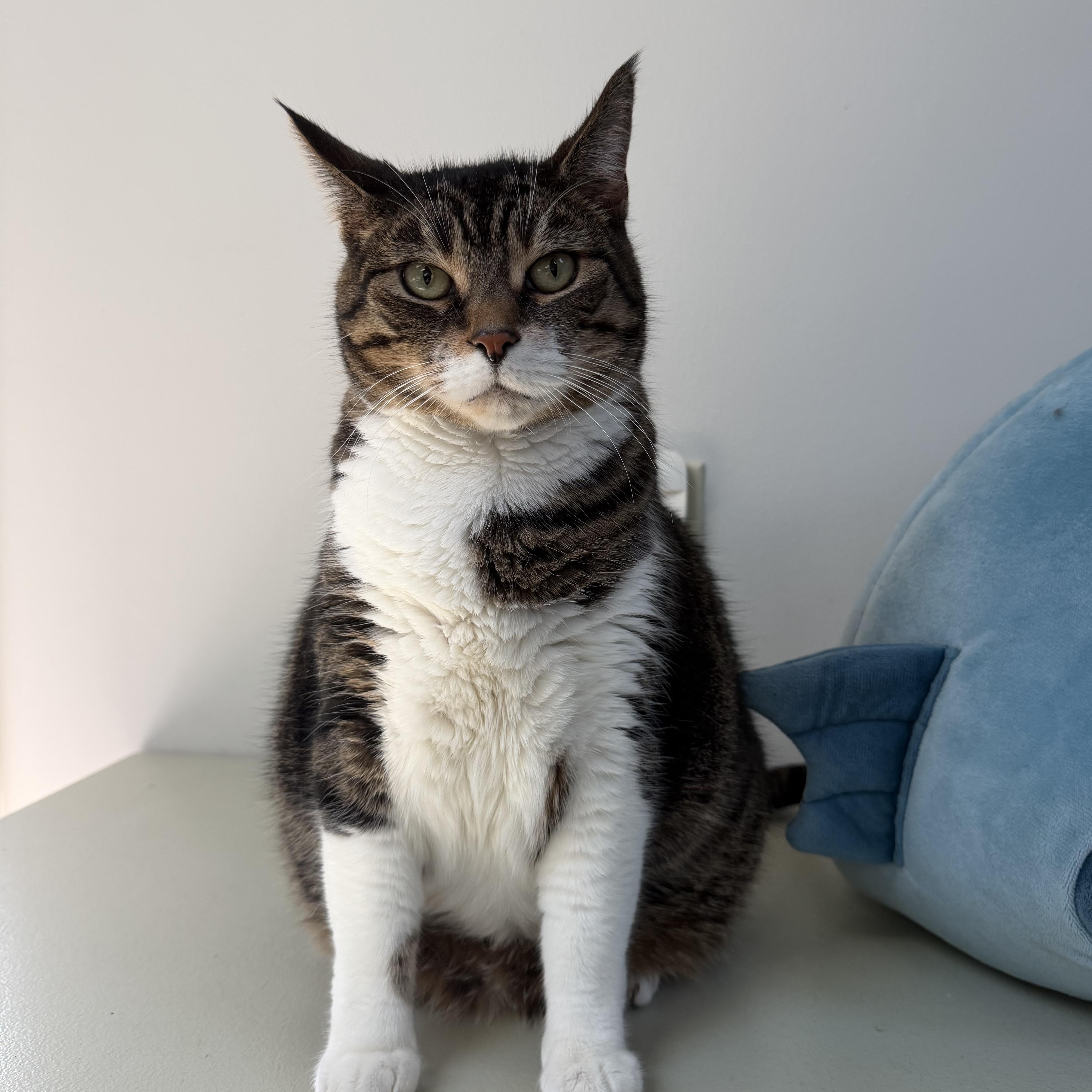 Enlarge SASHA, a Adoptable Domestic Short Hair in Hamilton, NJ image 6/6