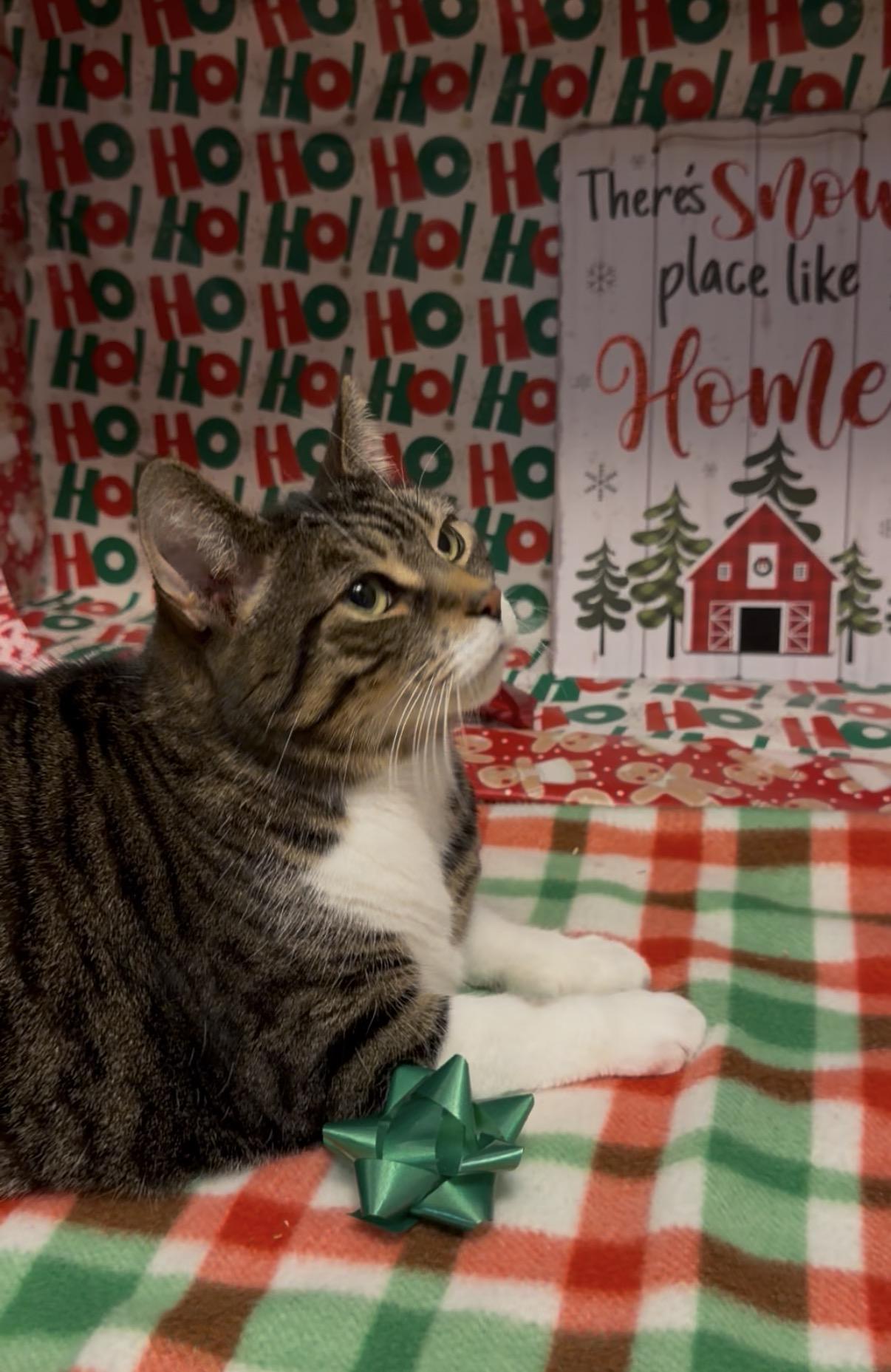 SASHA, Adoptable, Adult Female Domestic Short Hair.