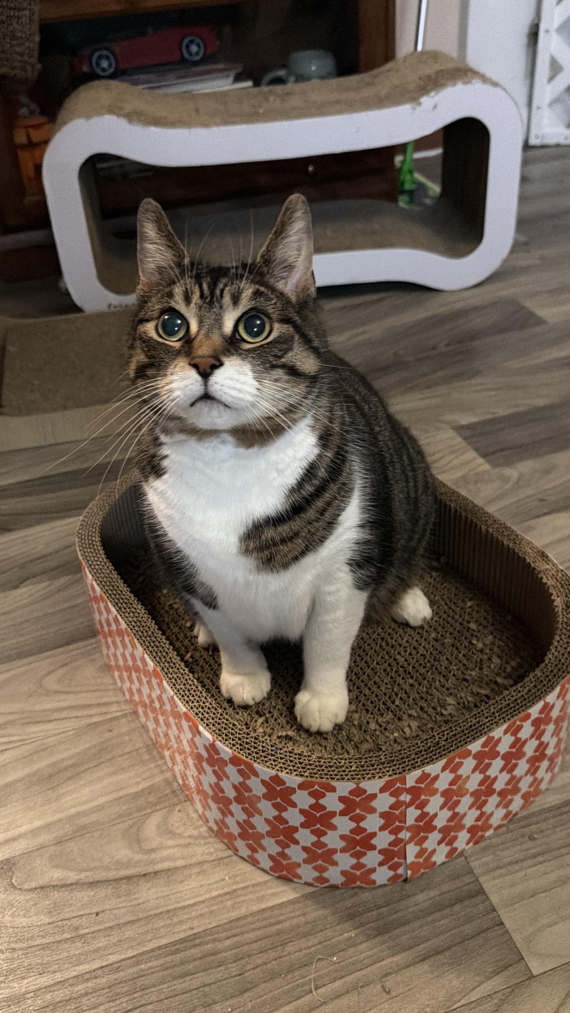 Enlarge SASHA, a Adoptable Domestic Short Hair in Hamilton, NJ image 1/6