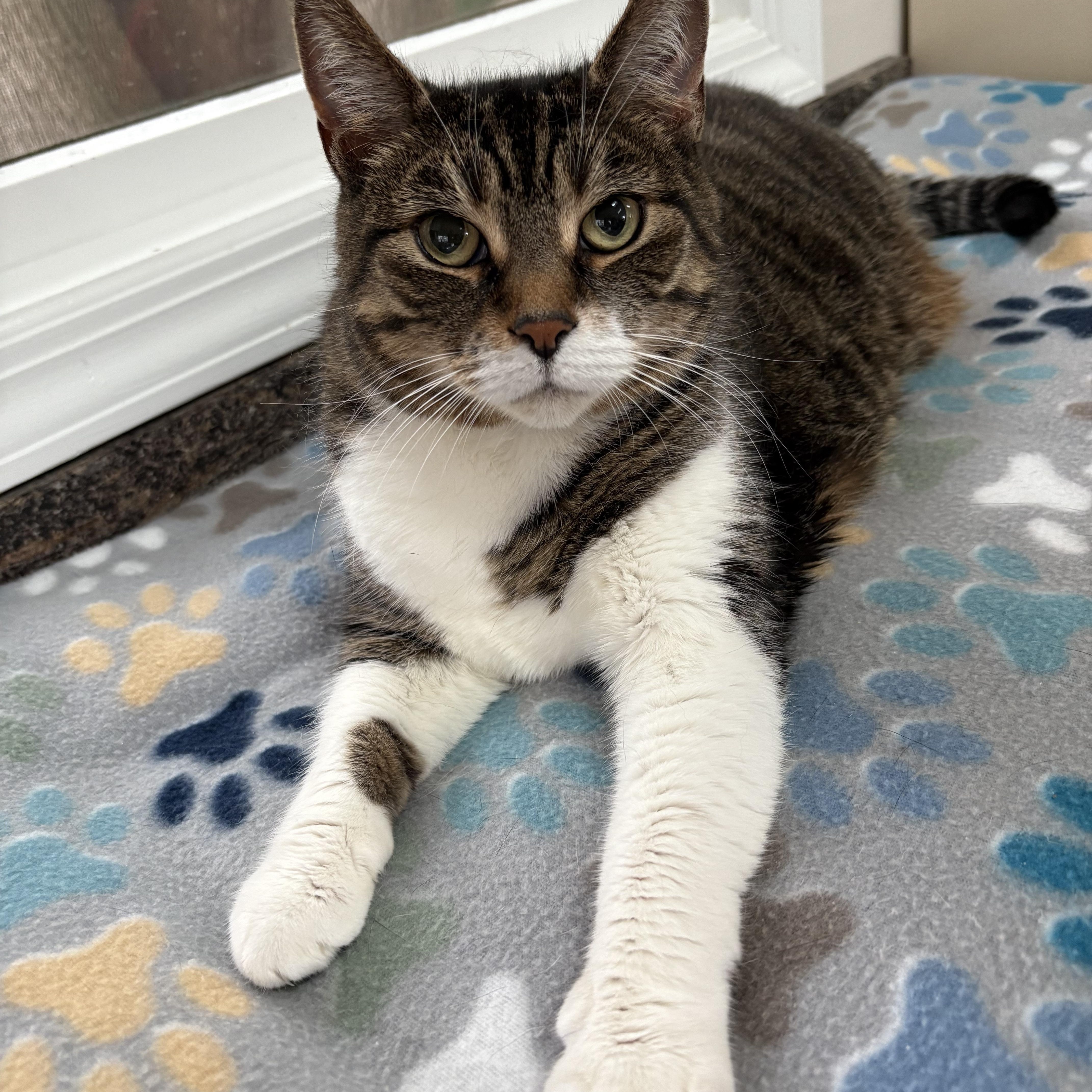 SASHA, a Adoptable Domestic Short Hair in Hamilton, NJ image 4/6