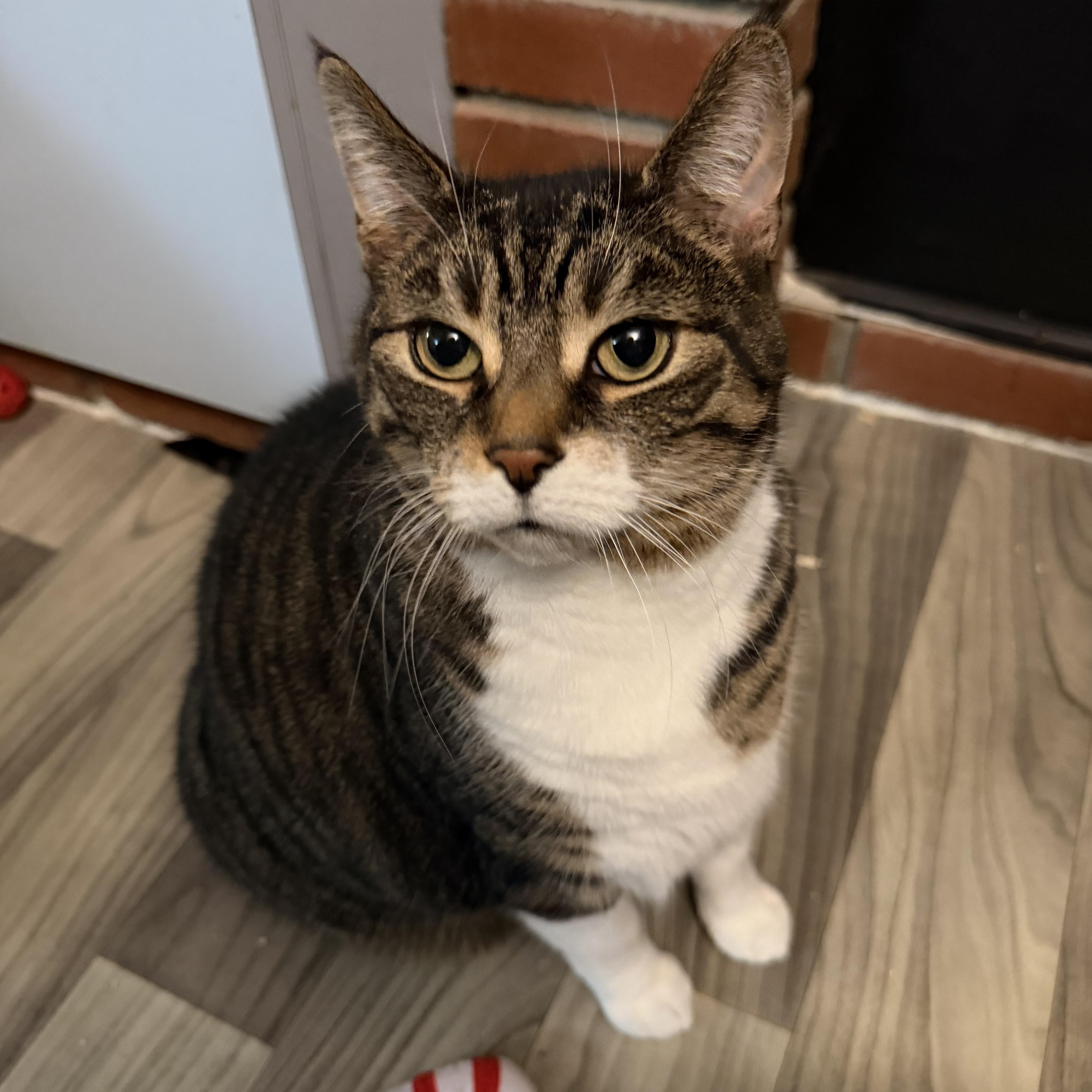 Enlarge SASHA, a Adoptable Domestic Short Hair in Hamilton, NJ image 2/6