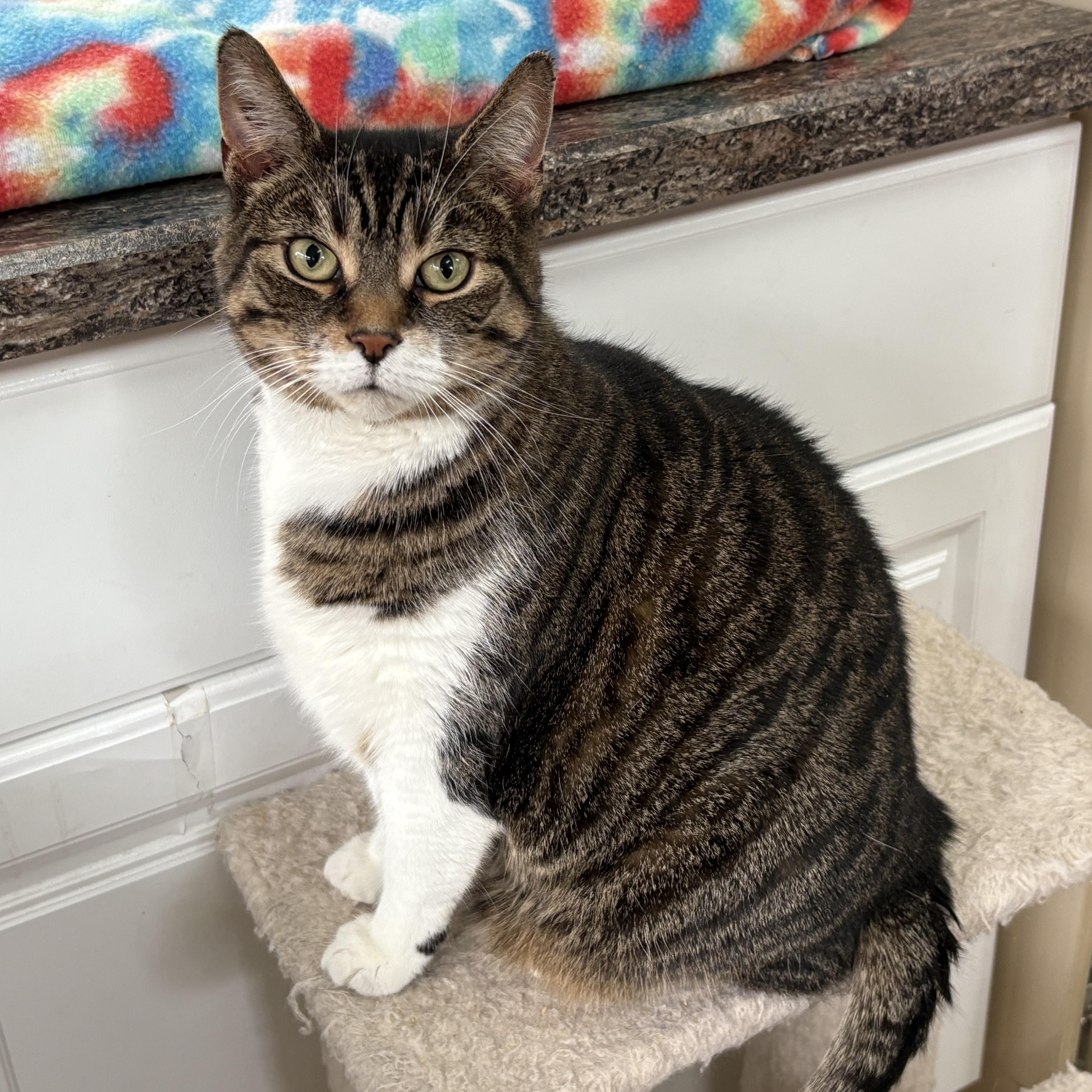 SASHA, Adoptable, Adult Female Domestic Short Hair.