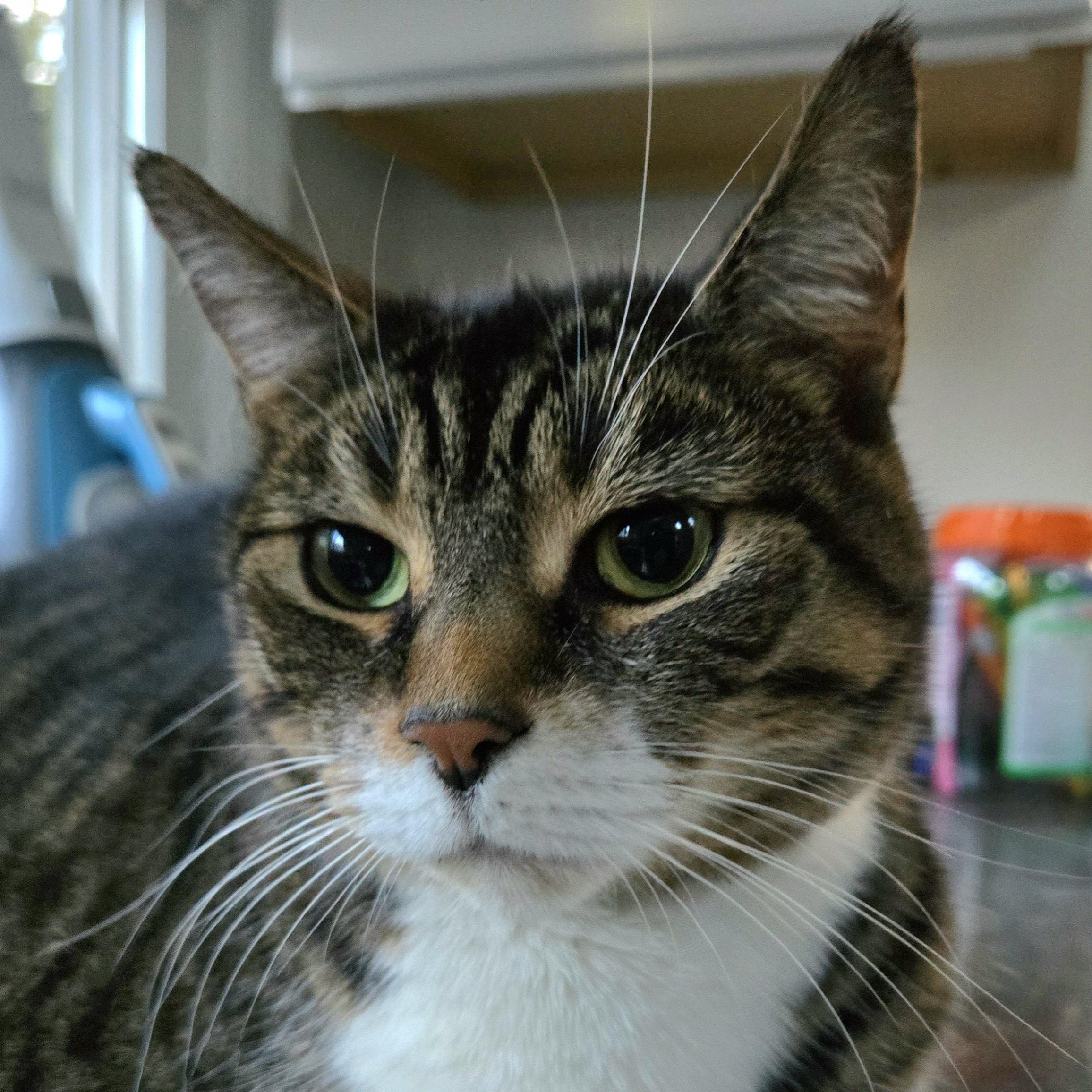 SASHA, a Adoptable Domestic Short Hair in Hamilton, NJ image 3/6