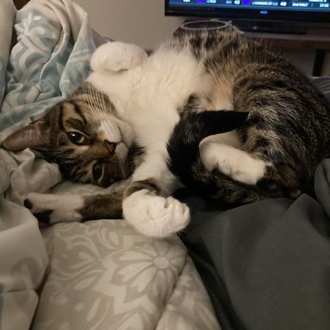 SASHA, a Adoptable Domestic Short Hair in Hamilton, NJ image 6/6