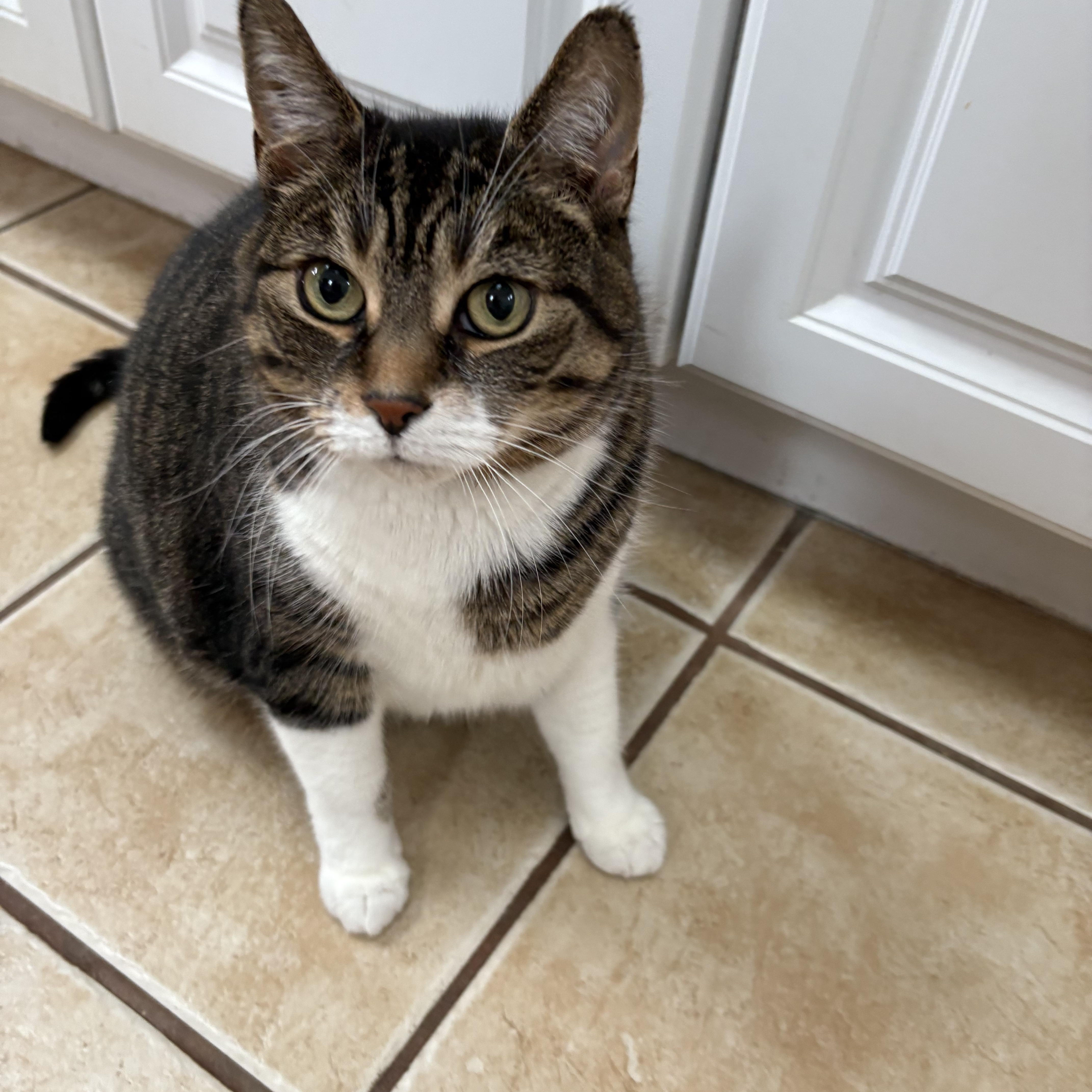 SASHA, a Adoptable Domestic Short Hair in Hamilton, NJ image 5/6