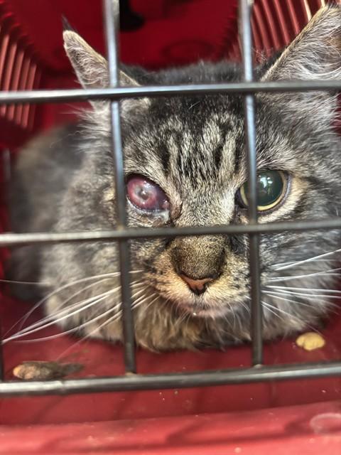 CLYDE, Adoptable, Adult Male Domestic Long Hair.