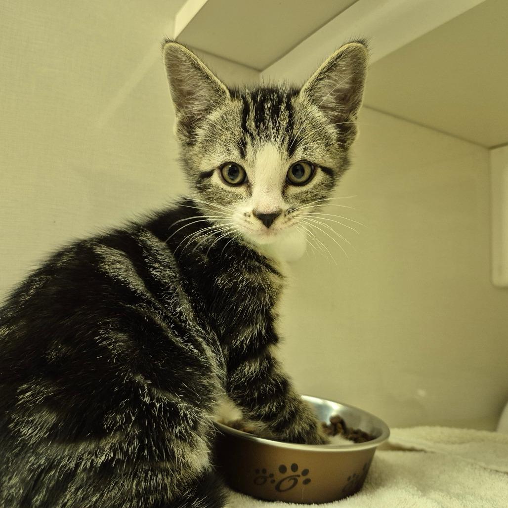 Enlarge Cosmo, a Adoptable Domestic Short Hair in Newark, NJ image 1/3