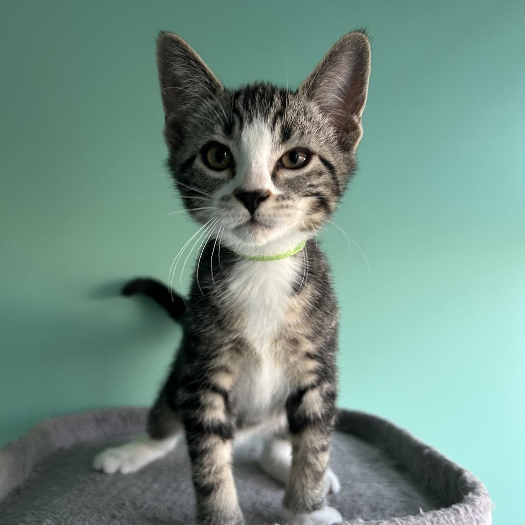 Enlarge Cosmo, a Adoptable Domestic Short Hair in Newark, NJ image 3/3