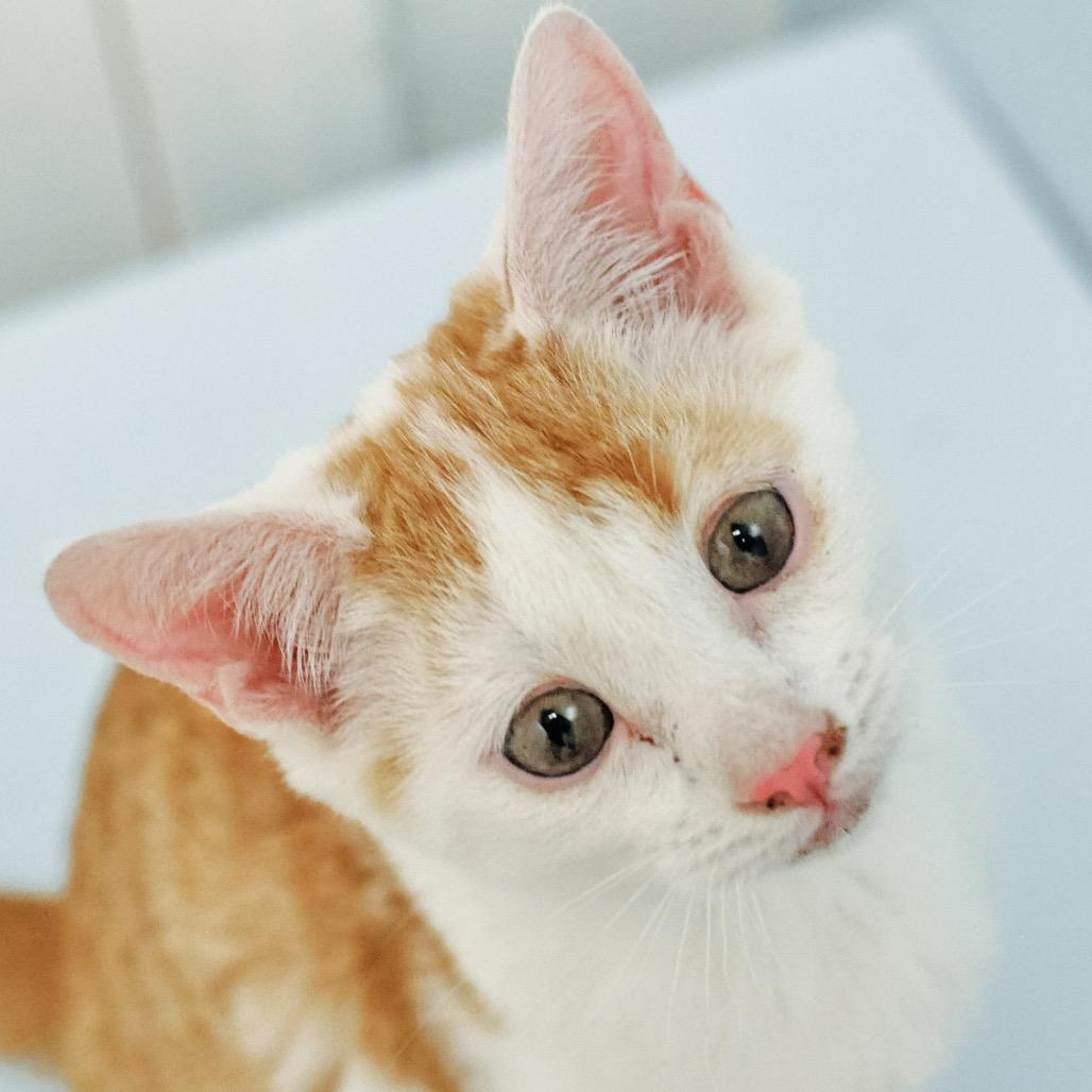 Pistachio, Adoptable, Kitten Male Domestic Short Hair.