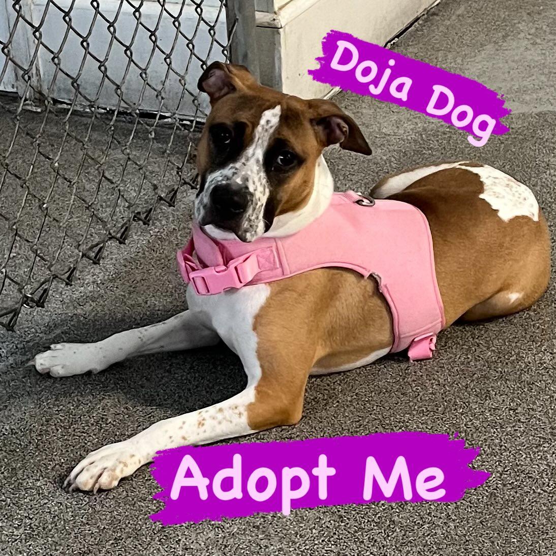 HOUSE FIRE SURVIVOR DOJA DOG