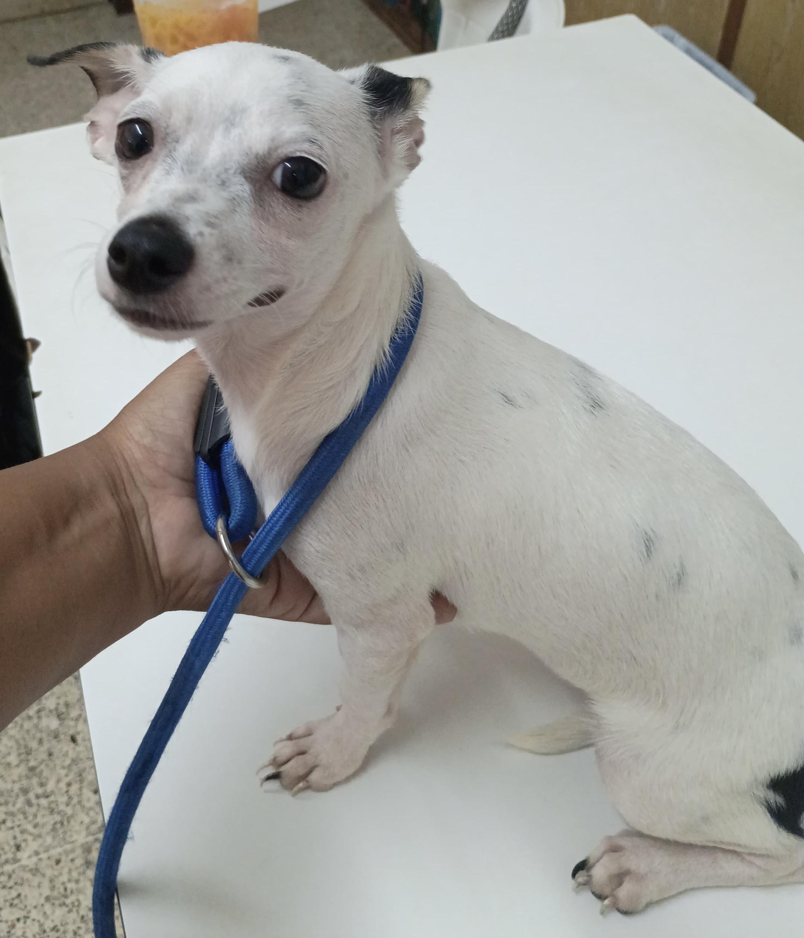 DOROTHY - so cuddly, Adoptable, Puppy Female Chihuahua & Terrier.