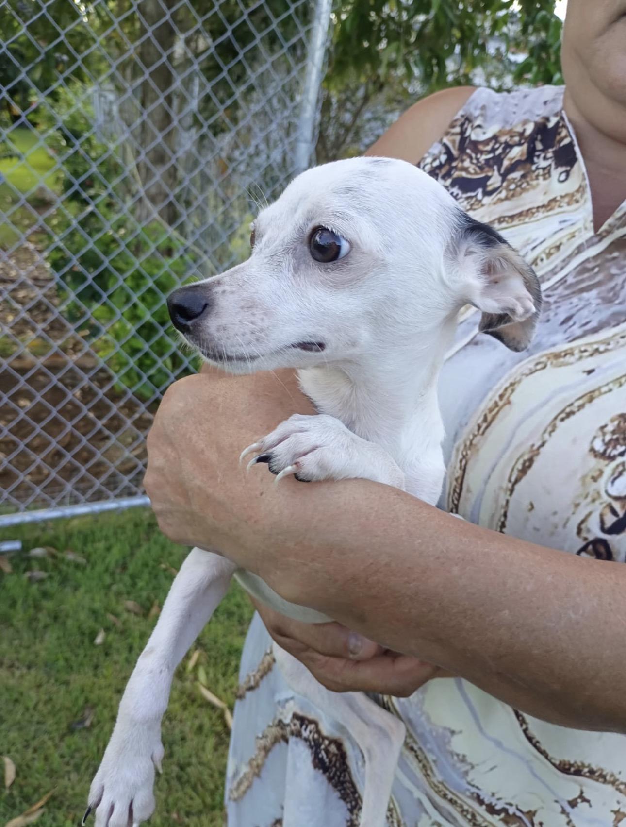 Enlarge DOROTHY - so cuddly, a Adoptable mixed breed in Annapolis, MD image 3/6