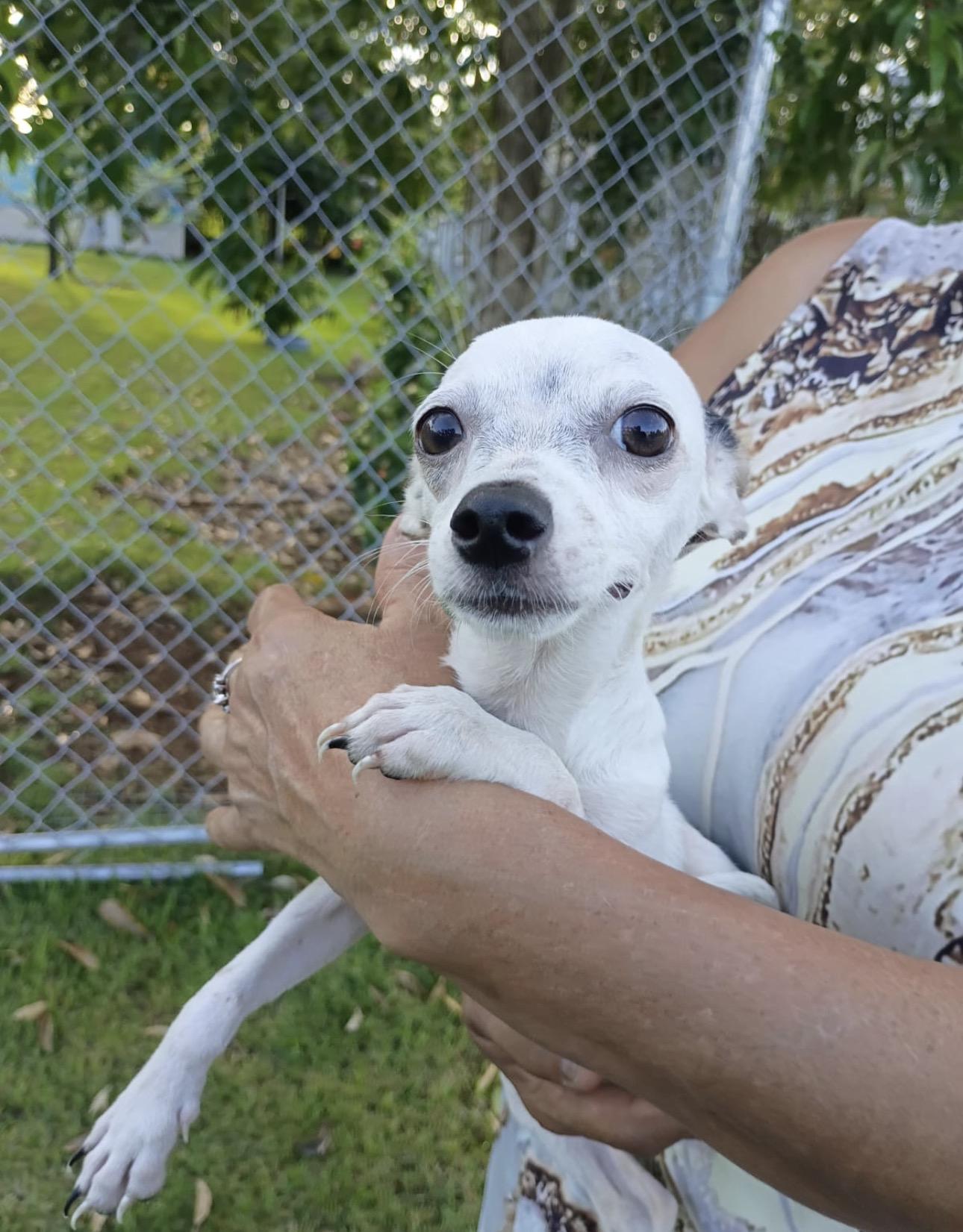 Enlarge DOROTHY - so cuddly, a Adoptable mixed breed in Annapolis, MD image 4/6