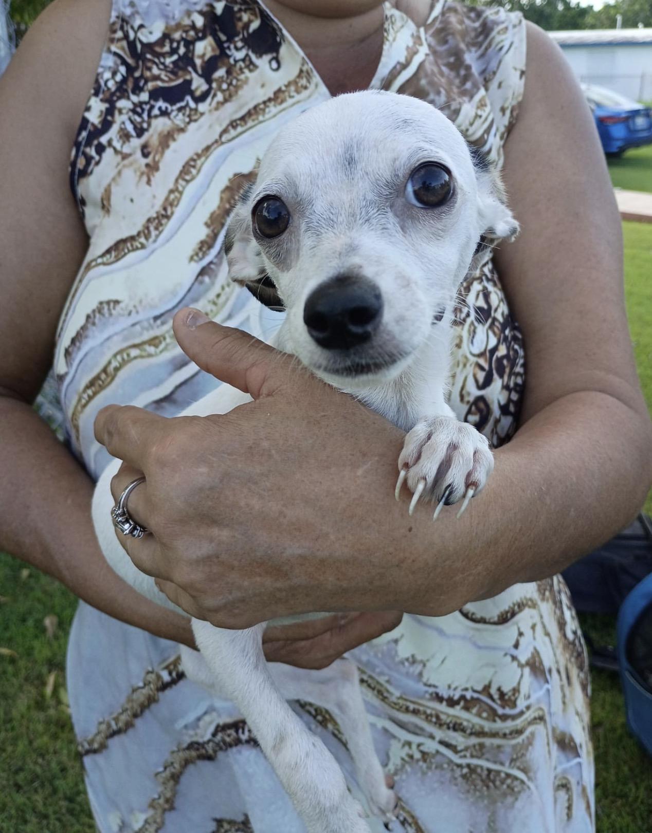 Enlarge DOROTHY - so cuddly, a Adoptable mixed breed in Annapolis, MD image 2/6