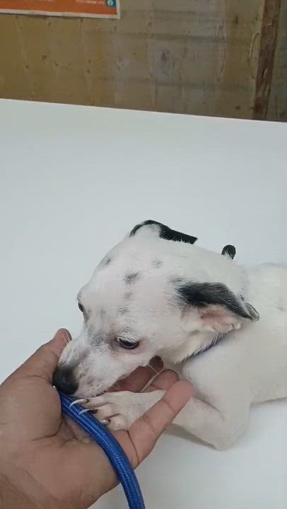 Enlarge DOROTHY - so cuddly, a Adoptable mixed breed in Annapolis, MD video 6/6