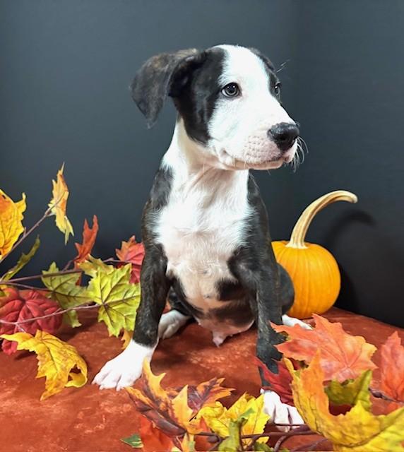 Enlarge Marco, a Adoptable mixed breed in Hawk Point, MO image 1/3