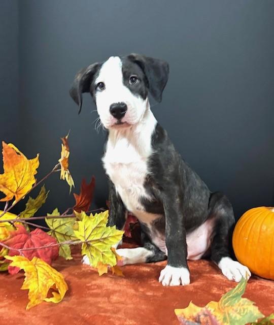 Enlarge Marco, a Adoptable mixed breed in Hawk Point, MO image 3/3