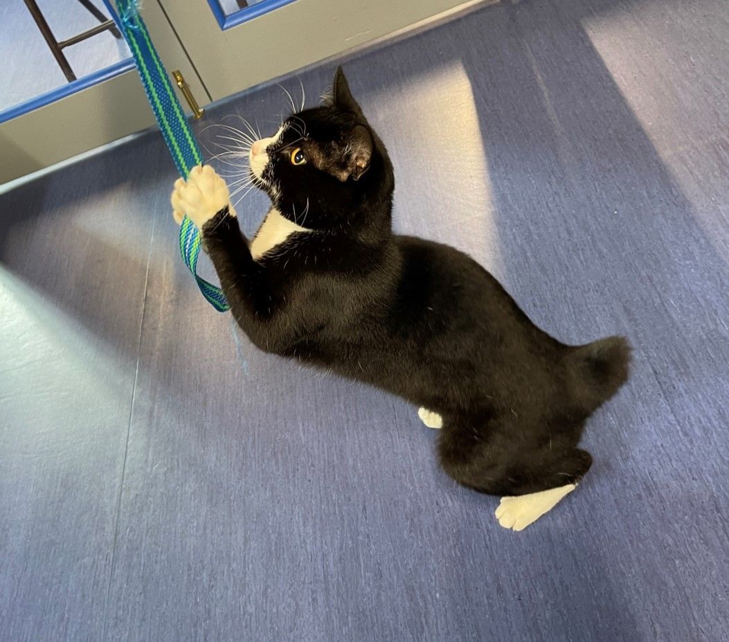 Willaway, a Adopted Domestic Short Hair in Columbia, KY image 1/5