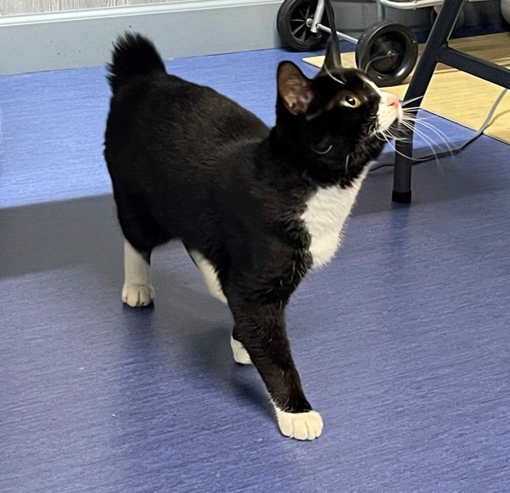 Willaway, a Adopted Domestic Short Hair in Columbia, KY image 2/5