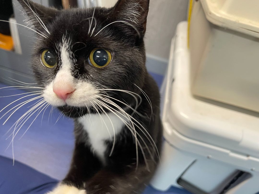 Willaway, a Adopted Domestic Short Hair in Columbia, KY image 3/5