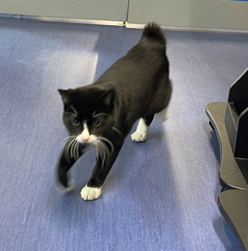 Willaway, a Adopted Domestic Short Hair in Columbia, KY image 4/5