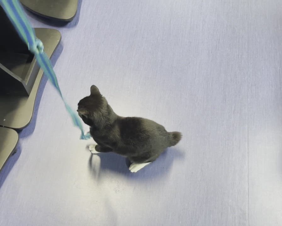 Enlarge Willaway, a Adopted Domestic Short Hair in Columbia, KY video 5/5