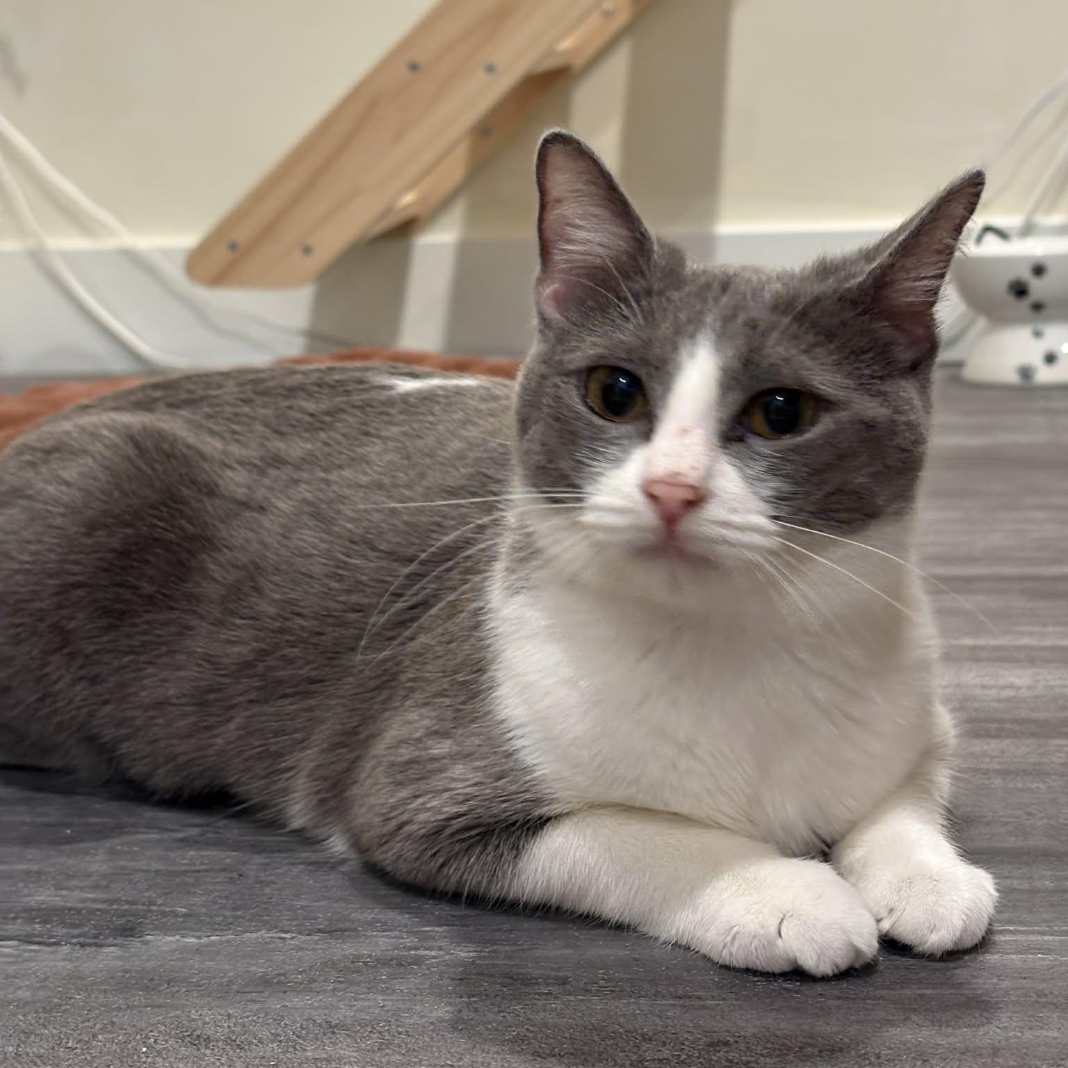 Enlarge Fancy, a Adoptable mixed breed in Santa Clara, CA image 2/4