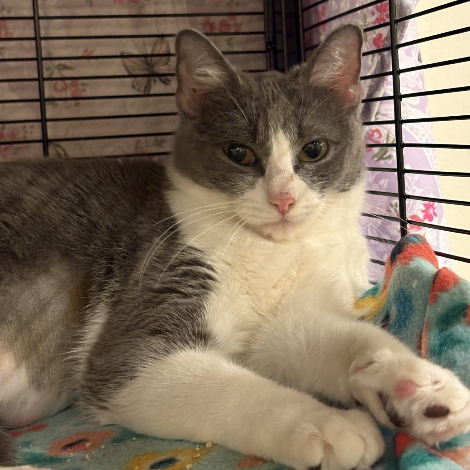 Enlarge Fancy, a Adoptable mixed breed in Santa Clara, CA image 4/4