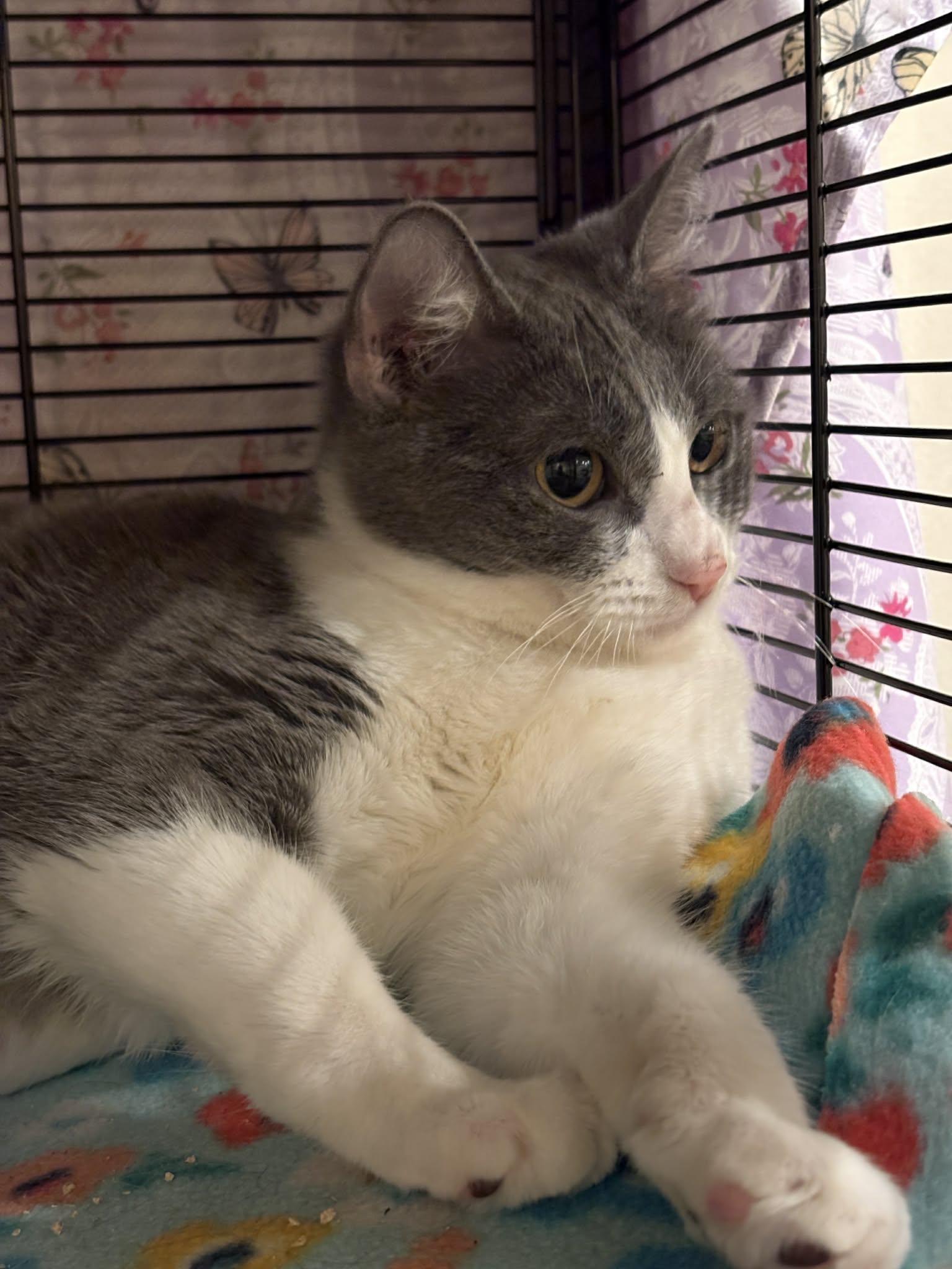 Enlarge Fancy, a Adoptable mixed breed in Santa Clara, CA image 3/4