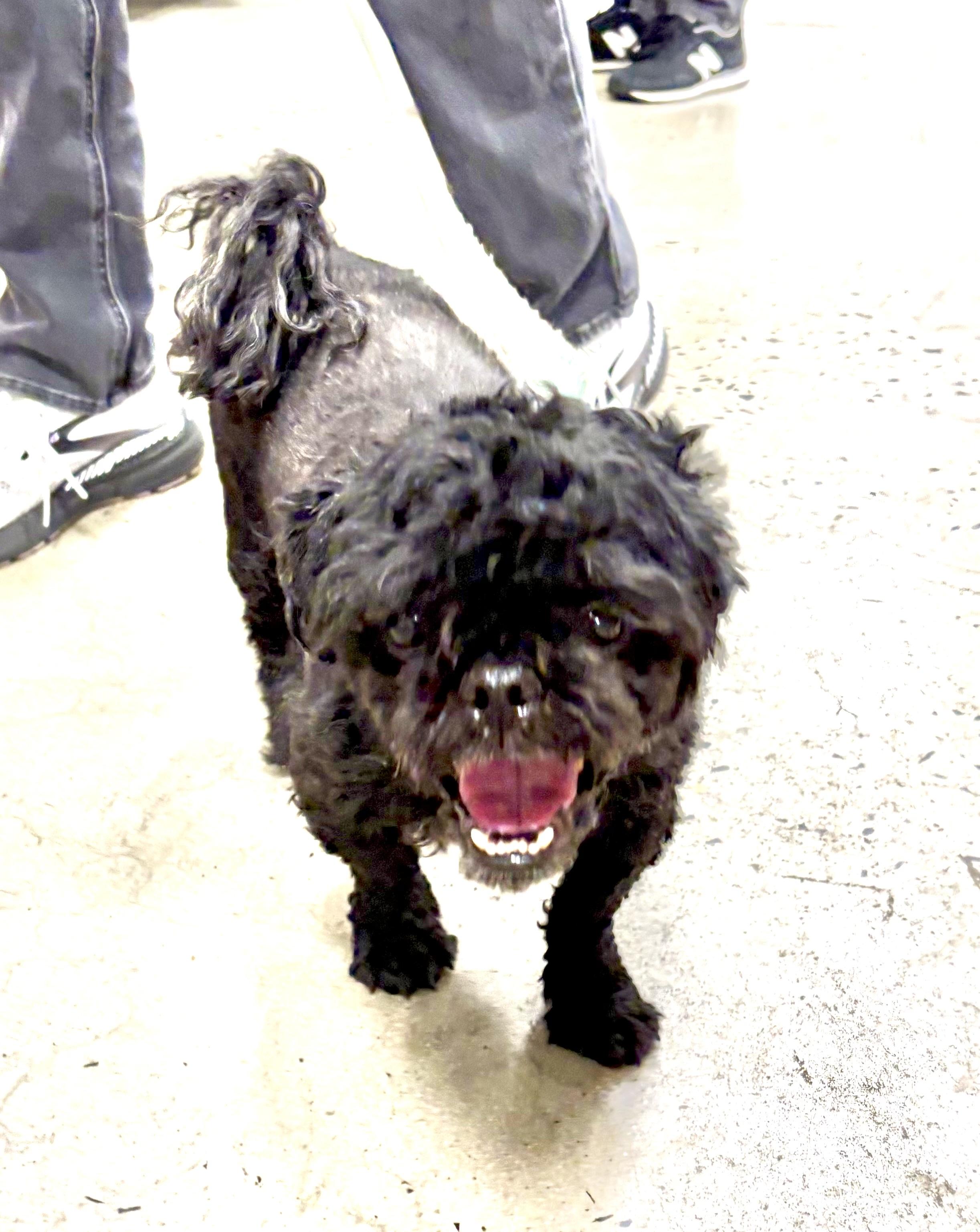 Enlarge Kobe, a ADOPTABLE mixed breed in Warren, NJ image 5/5