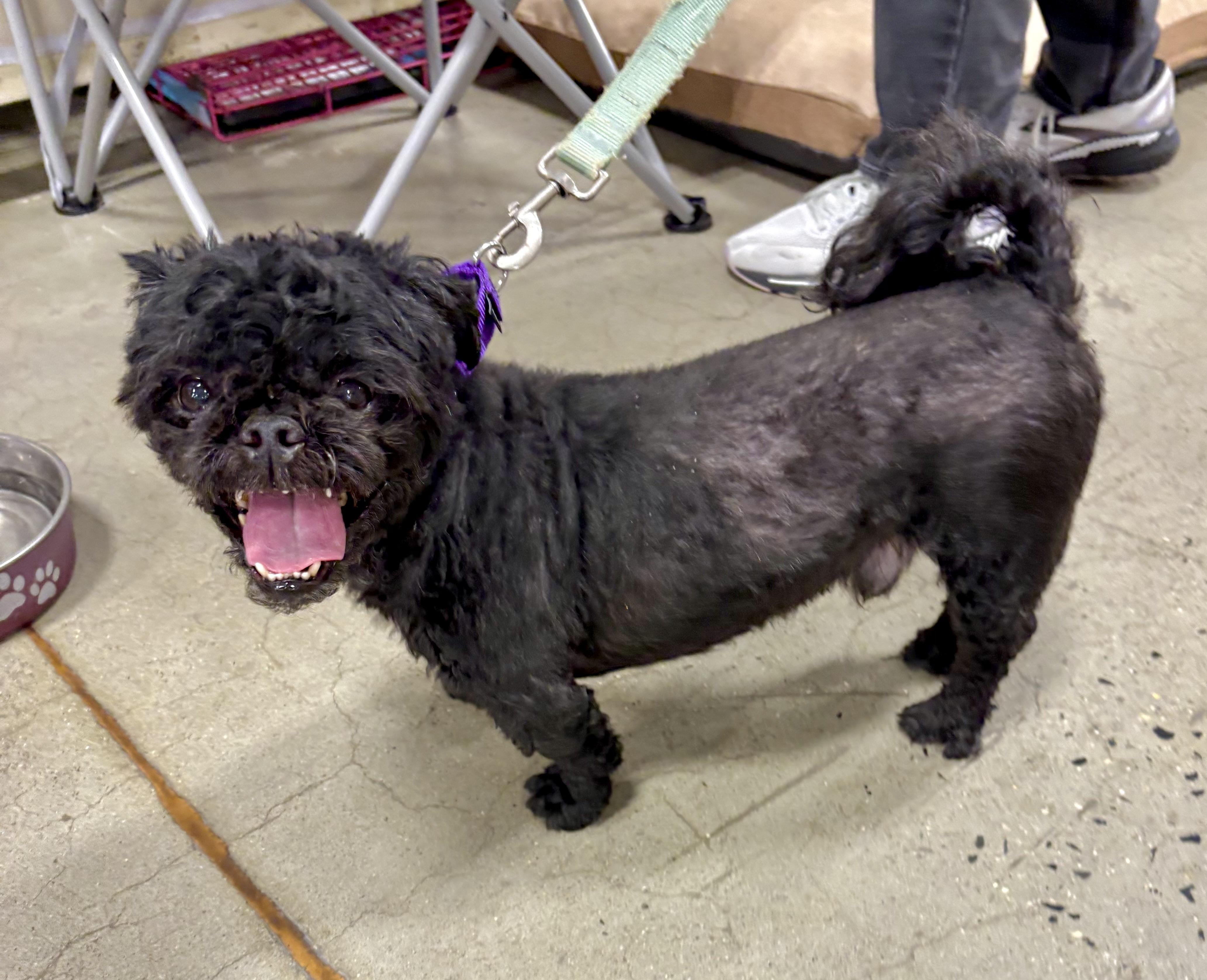 Enlarge Kobe, a ADOPTABLE mixed breed in Warren, NJ image 3/5