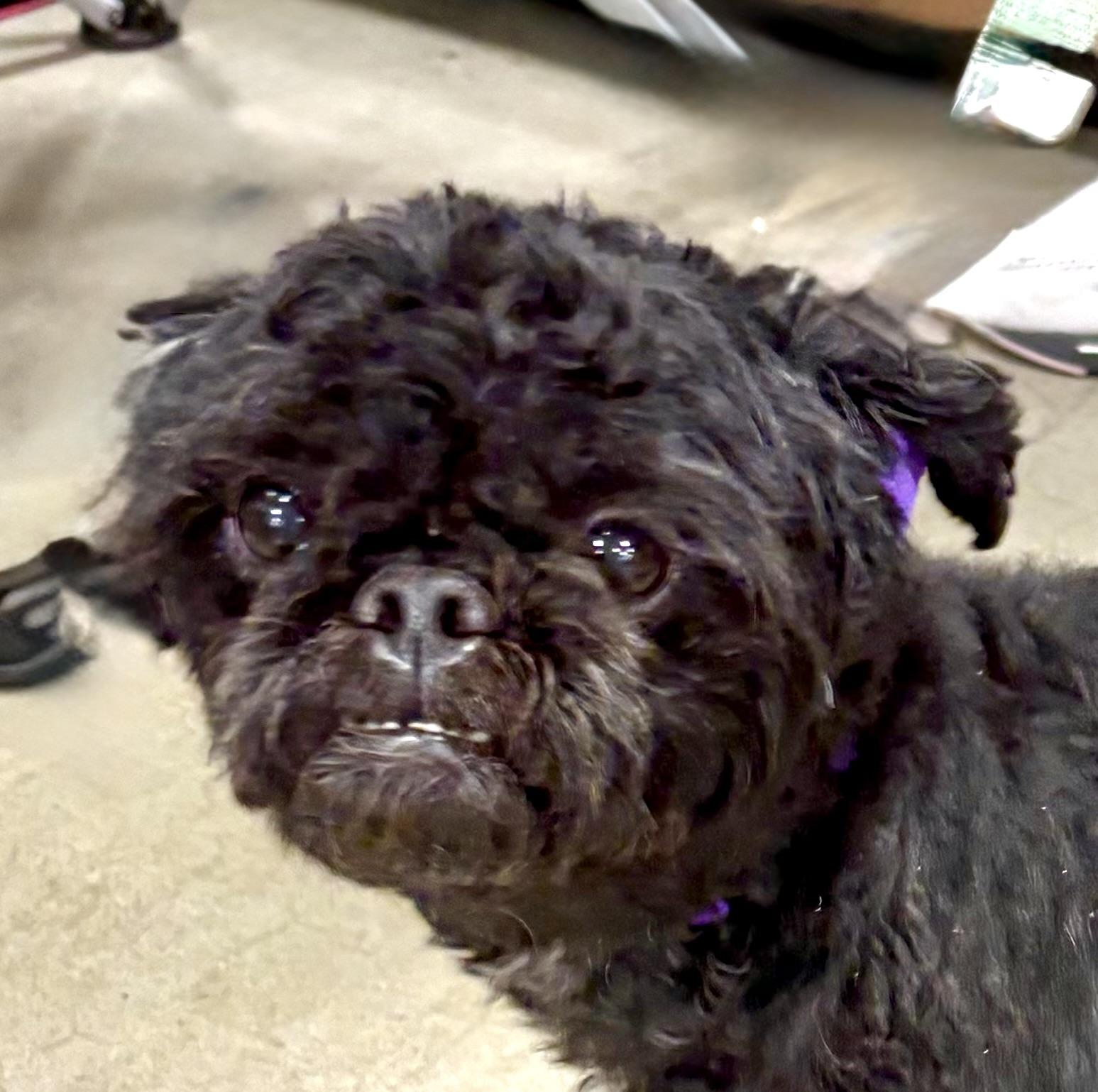 Kobe, ADOPTABLE, Adult Male Shih Tzu & Pekingese.