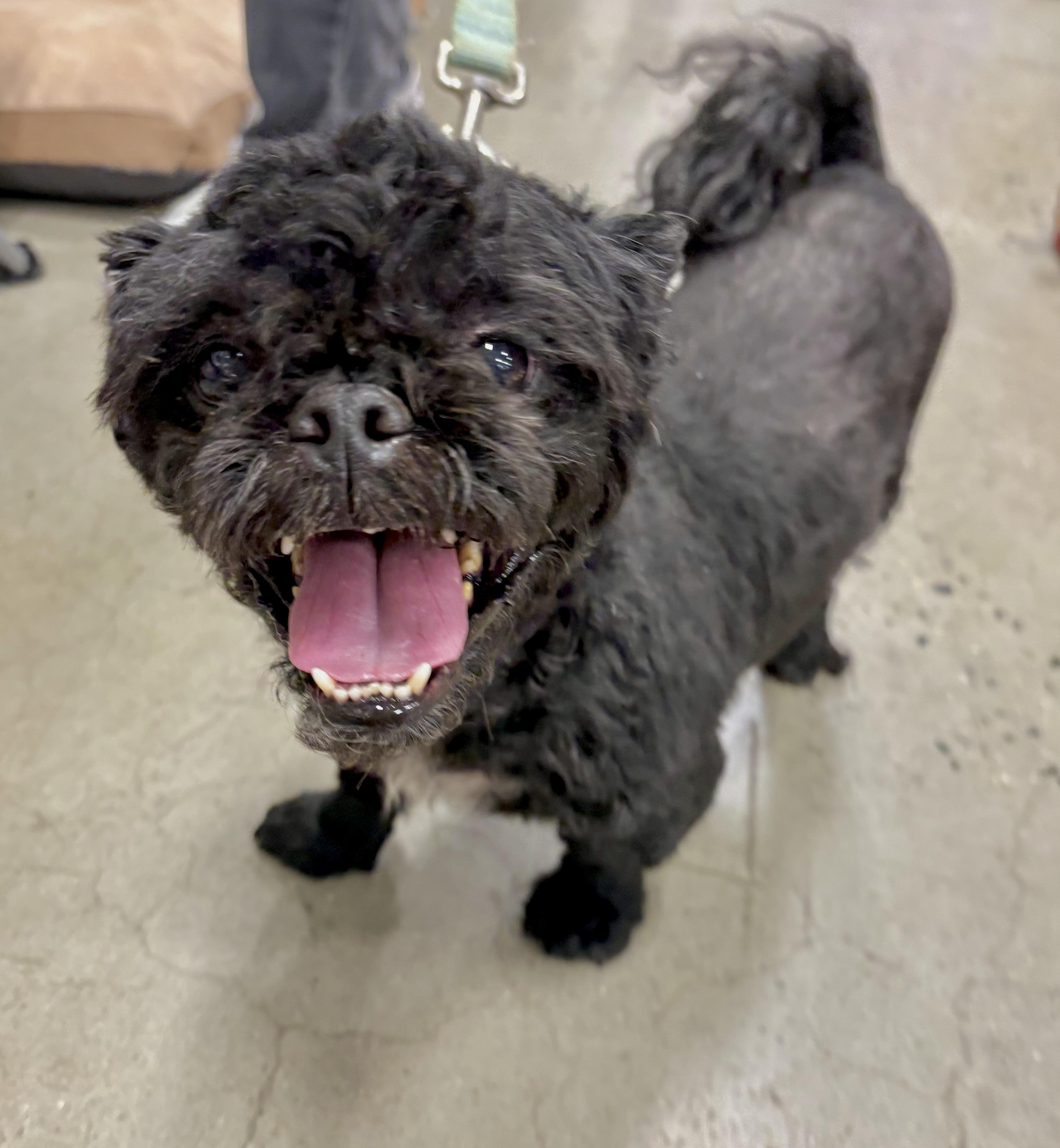 Enlarge Kobe, a ADOPTABLE mixed breed in Warren, NJ image 2/5