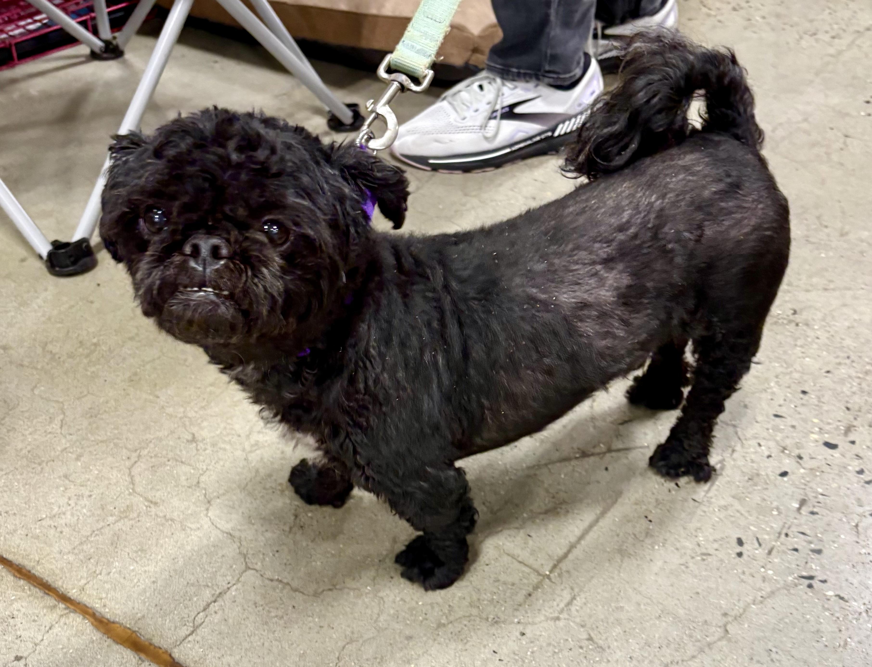 Enlarge Kobe, a ADOPTABLE mixed breed in Warren, NJ image 4/5