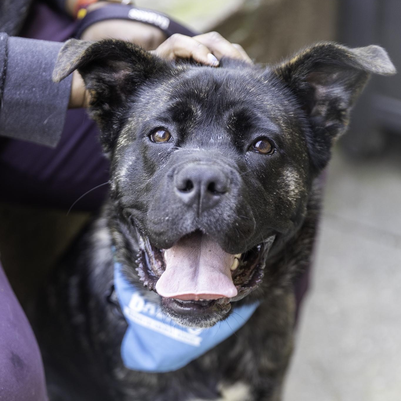 Enlarge Selena Gomez, an adoption pending mixed breed in Brooklyn, NY image 1/6