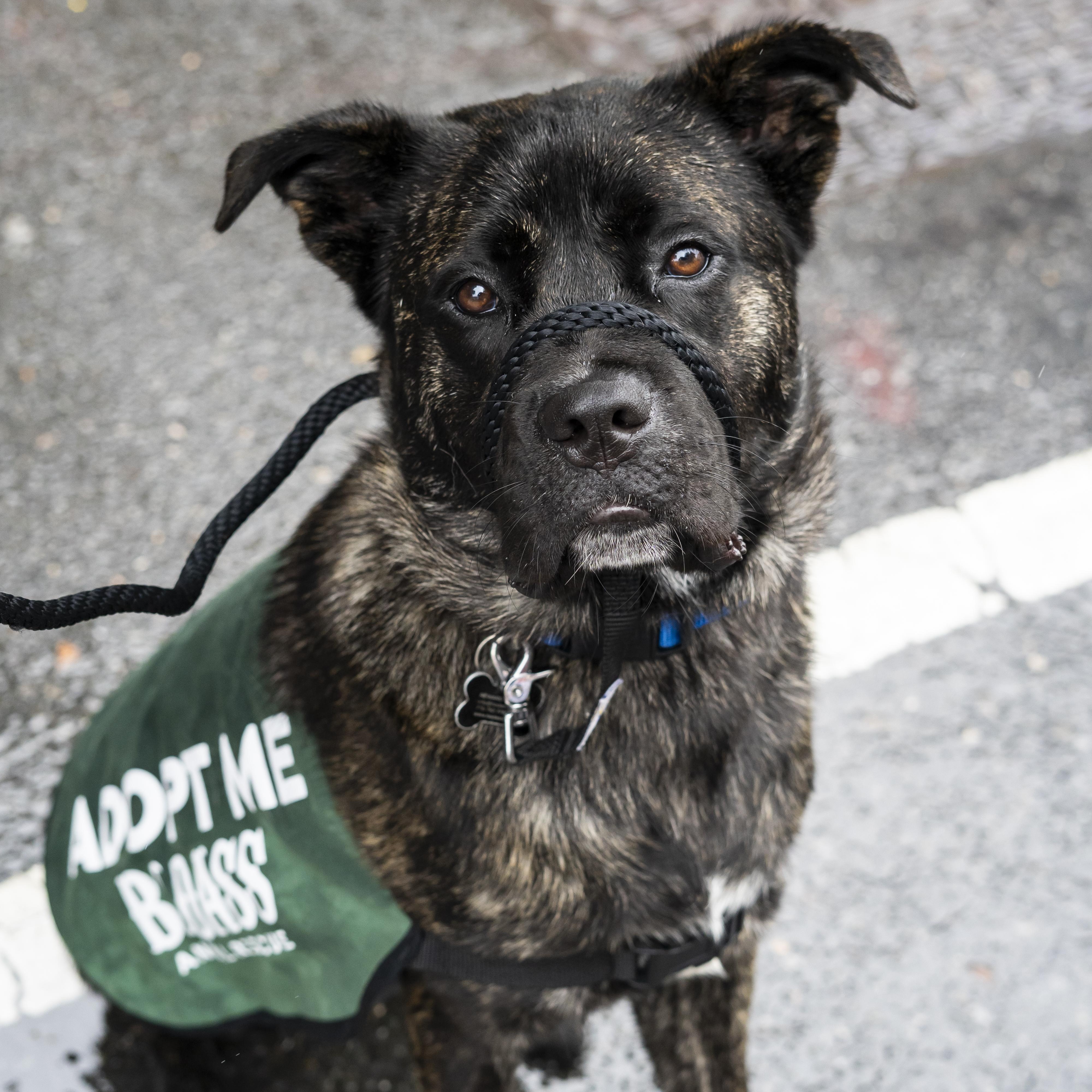 Enlarge Selena Gomez, an adoption pending mixed breed in Brooklyn, NY image 5/6