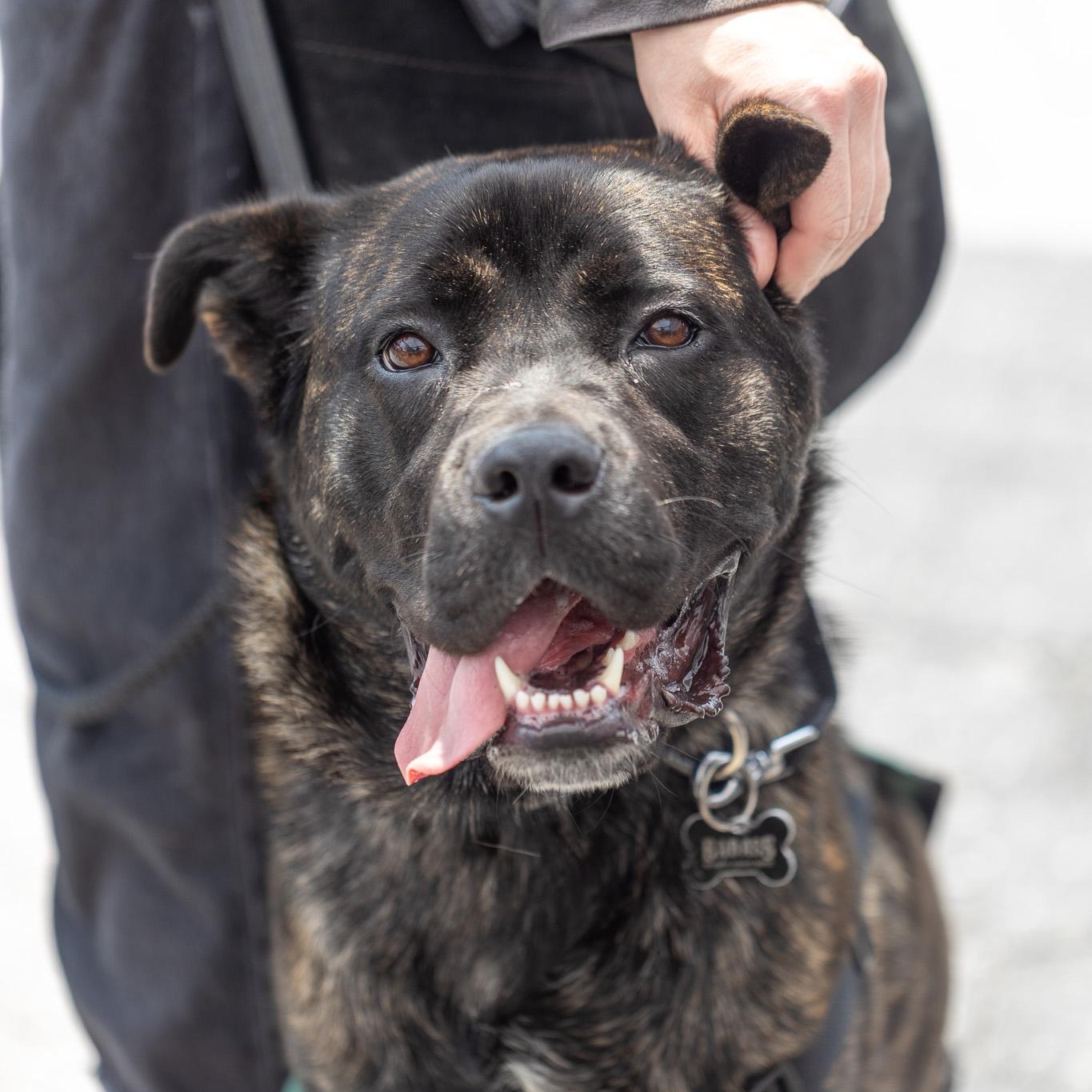 Enlarge Selena Gomez, an adoption pending mixed breed in Brooklyn, NY image 4/6