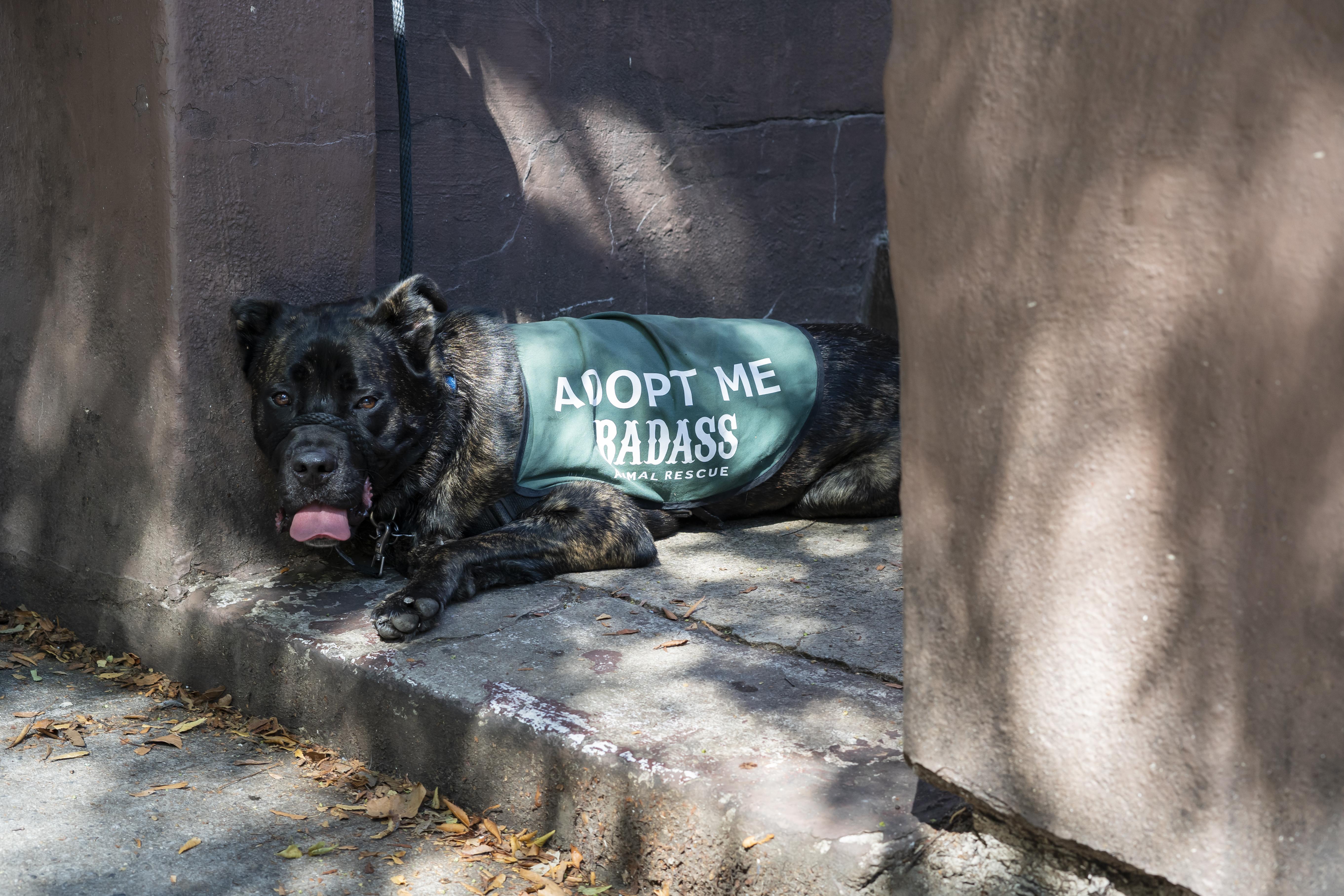 Enlarge Selena Gomez, an adoption pending mixed breed in Brooklyn, NY image 3/6