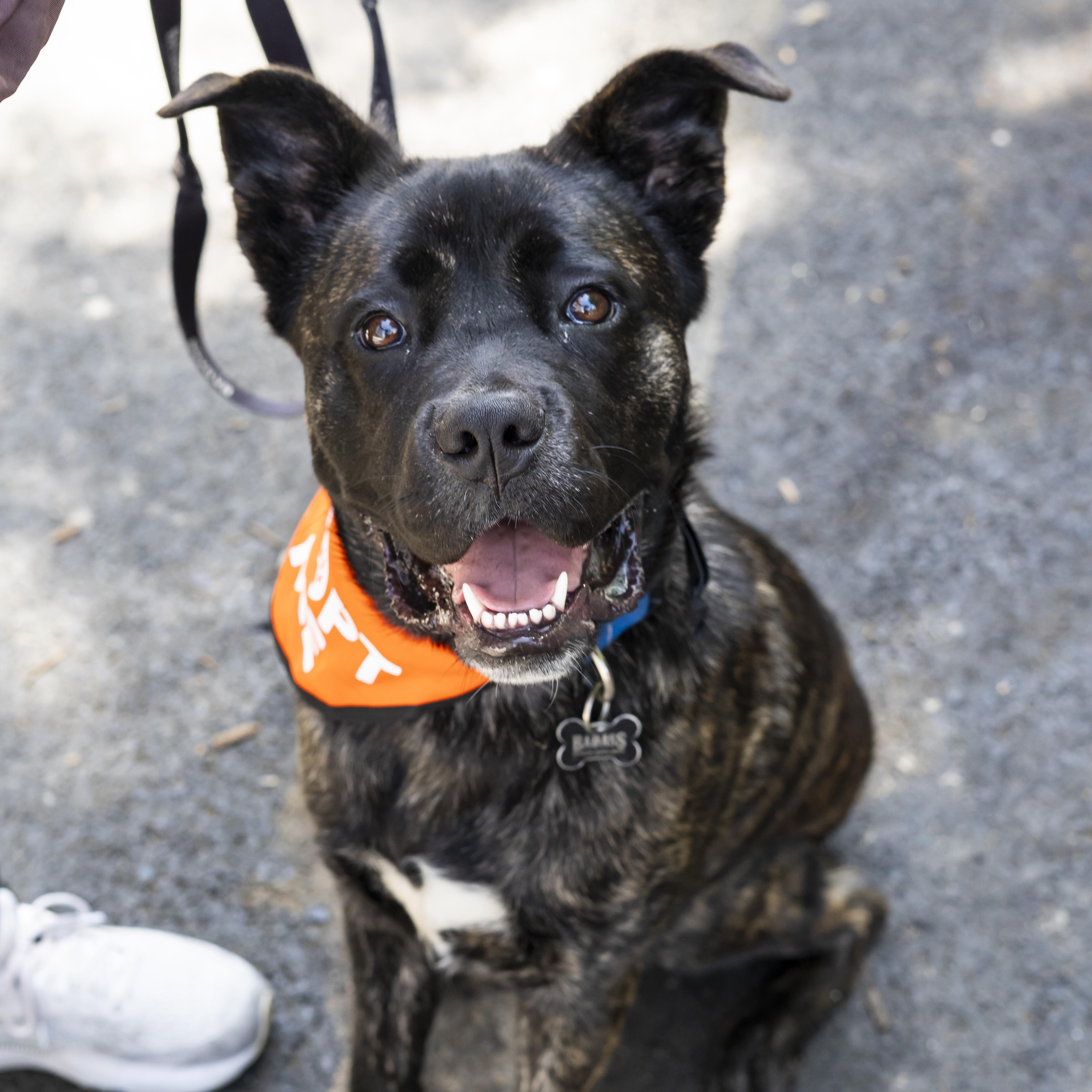 Enlarge Selena Gomez, an adoption pending mixed breed in Brooklyn, NY image 2/6