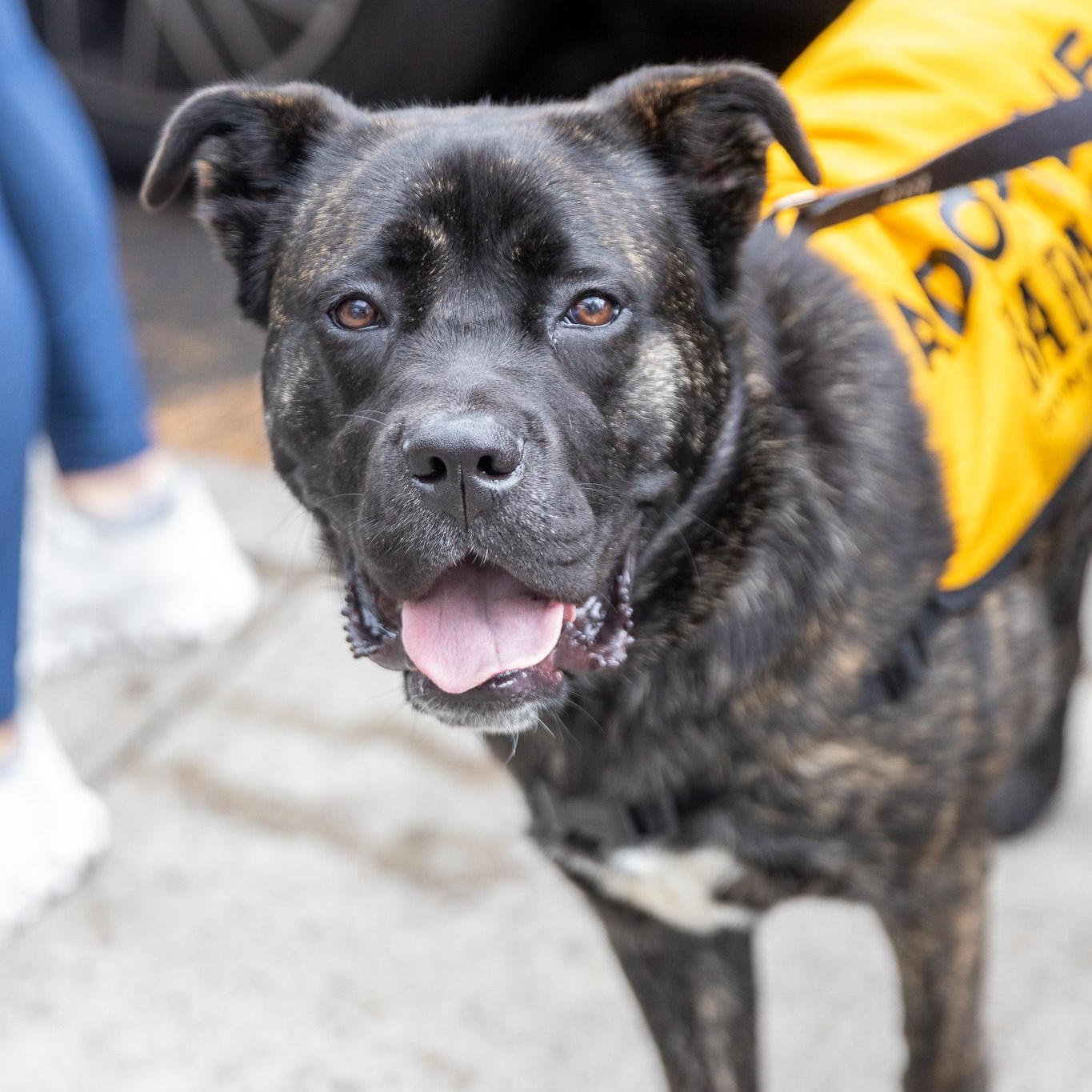 Enlarge Selena Gomez, an adoption pending mixed breed in Brooklyn, NY image 6/6