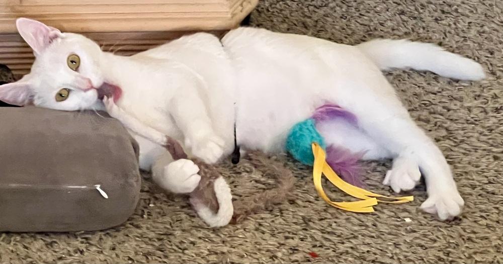 Ambrosia (bonded to Fuji), Adoptable, Young Female Domestic Short Hair.