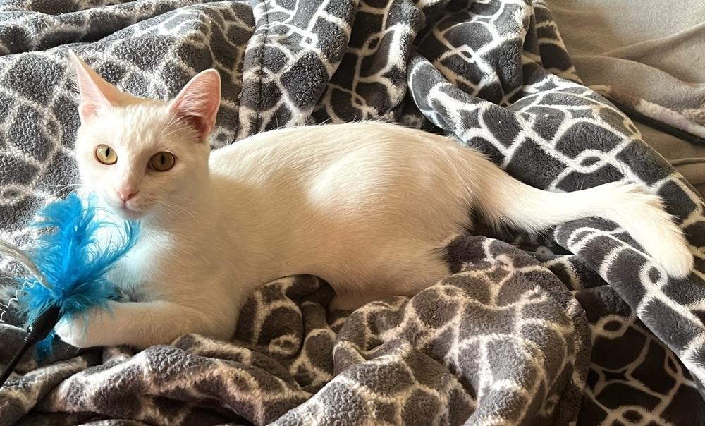 Enlarge Ambrosia (bonded to Fuji), a Adoptable Domestic Short Hair in Wheaton, IL image 3/5