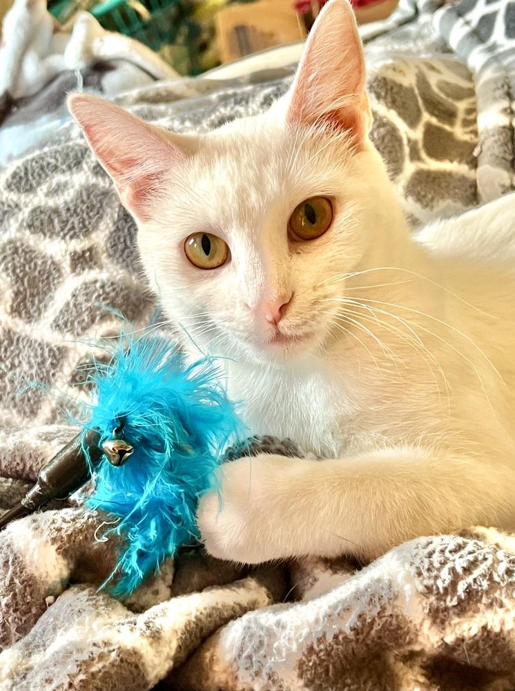 Enlarge Ambrosia (bonded to Fuji), a Adoptable Domestic Short Hair in Wheaton, IL image 4/5