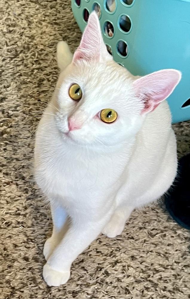 Enlarge Ambrosia (bonded to Fuji), a Adoptable Domestic Short Hair in Wheaton, IL image 5/5