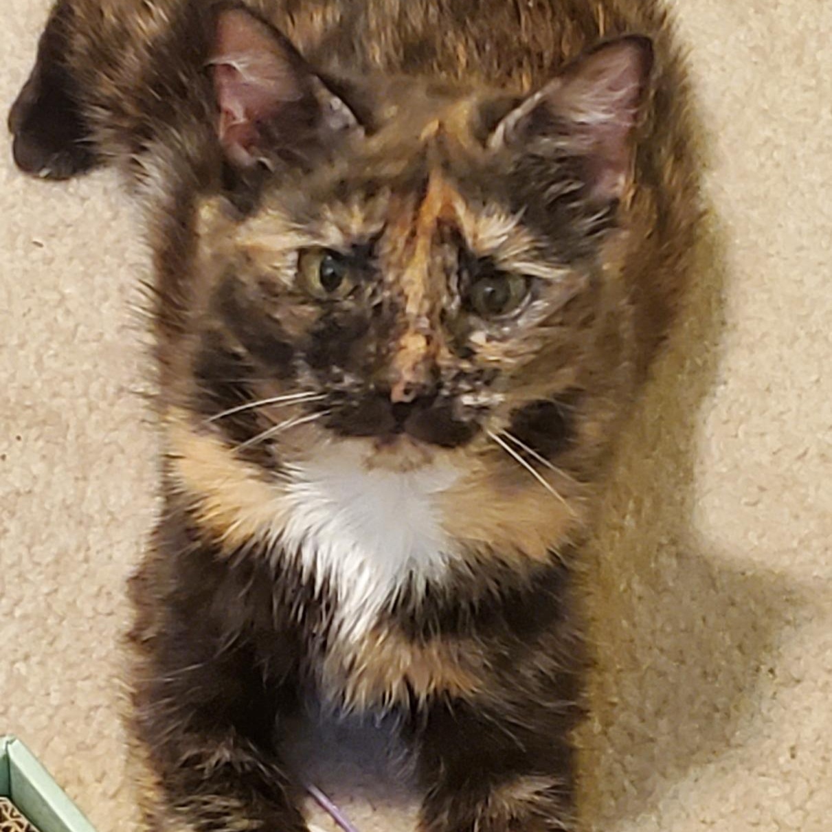 Gigi and Limba, Adoptable, Adult Female Domestic Short Hair.