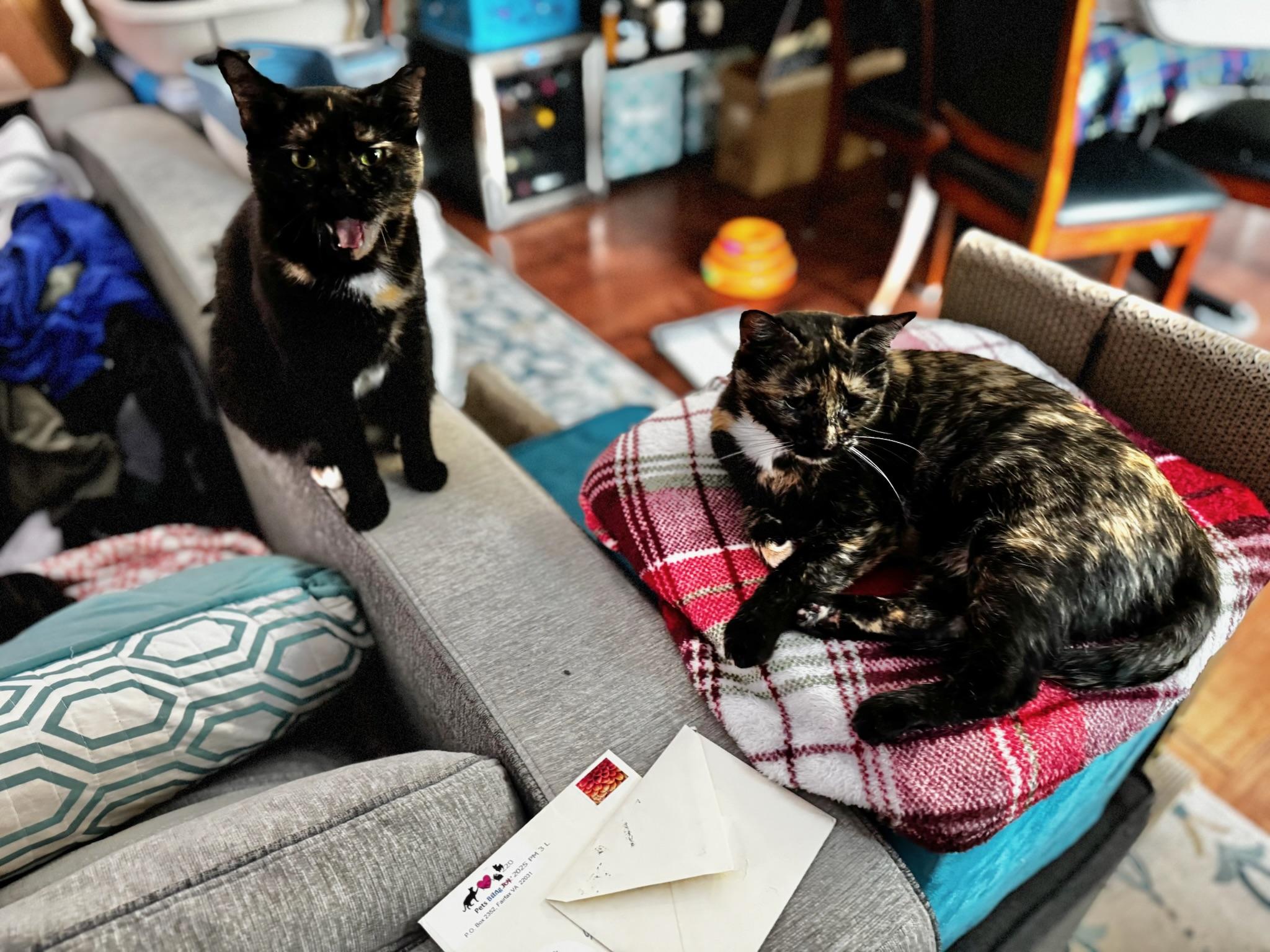 Gigi and Limba, a Adoptable Domestic Short Hair in Fairfax, VA image 3/6