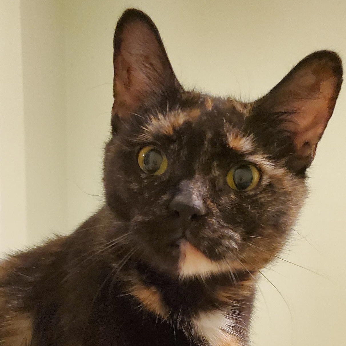 Gigi and Limba, a Adoptable Domestic Short Hair in Fairfax, VA image 6/6