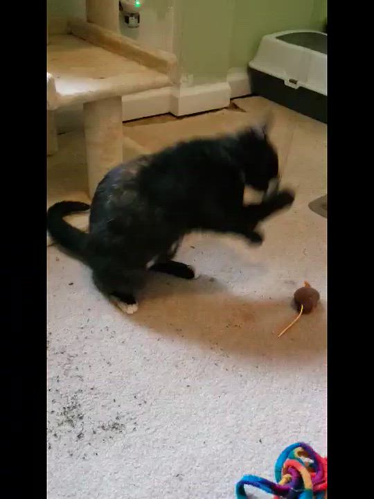 Enlarge Gigi and Limba, a Adoptable Domestic Short Hair in Fairfax, VA video 5/6