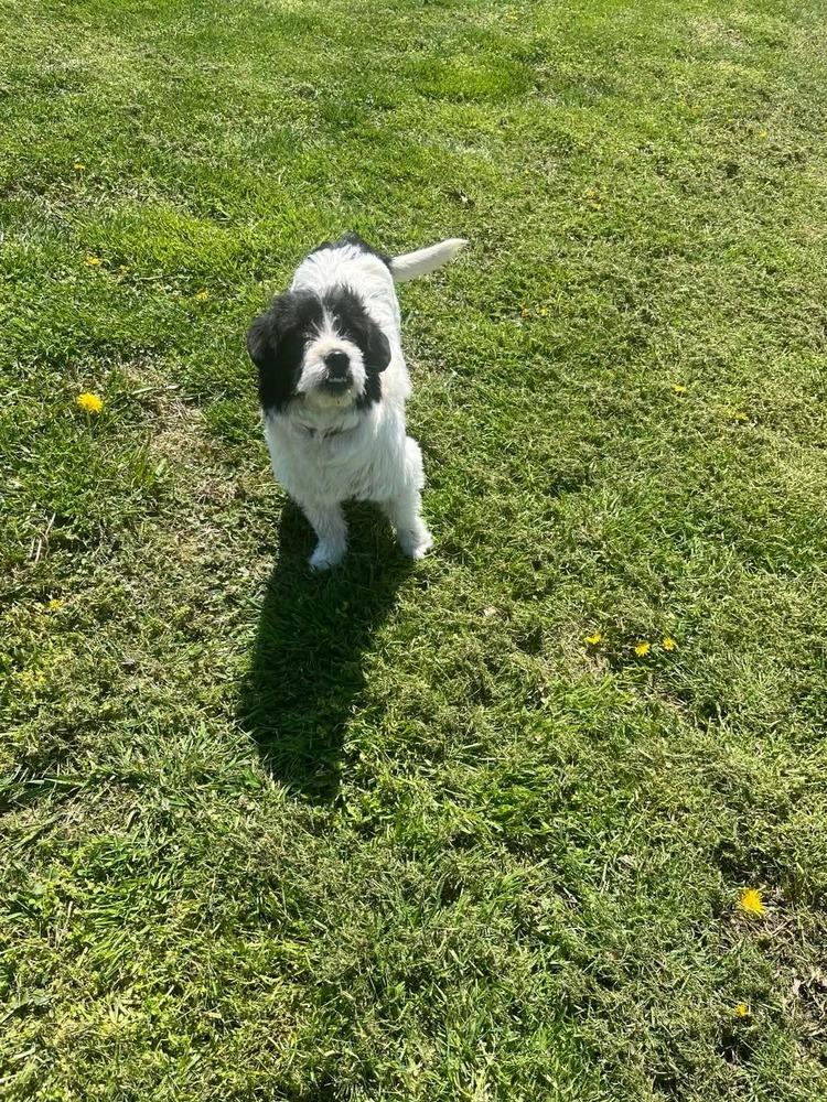 Boyd, Adoptable, Adult Male Terrier.
