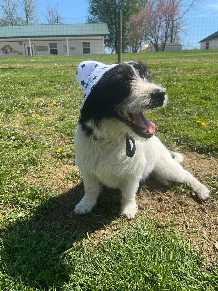 Enlarge Boyd, a Adoptable Terrier in Osgood, IN image 2/5